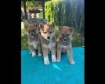 Shiba inu (šiba inu) štenci 